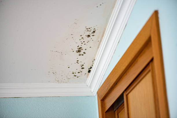 Best Insurance-Related Mold Remediation in Dodge City, KS
