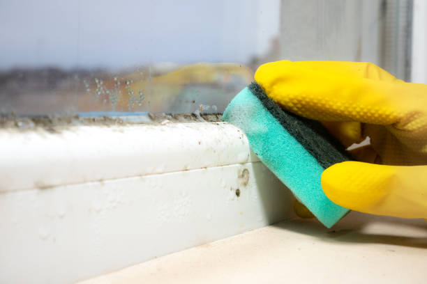 Best HVAC Mold Remediation in Dodge City, KS