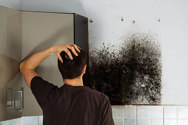 Best White Mold Remediation in Dodge City, KS
