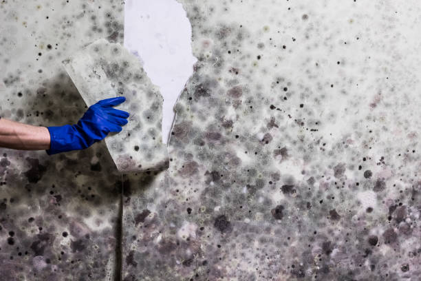 Best DIY Mold Remediation Support Services in Dodge City, KS